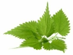 Желчегонное действие